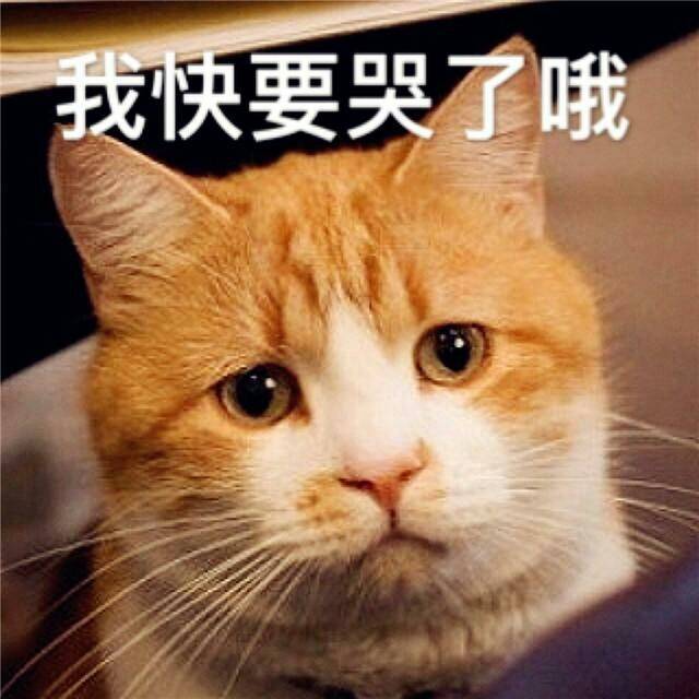 萌宠猫星人我快哭了哦难受呆萌可爱gif动图