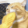 萌宠 猫咪 吃 呆萌 可爱