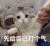 萌宠 猫咪 先给自己打个气 呆萌 可爱