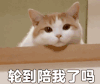 萌宠 猫咪 轮到陪我了吗 呆萌 可爱
