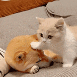 萌宠 猫咪 摸头 呆萌 可爱
