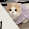 萌宠 猫咪 不开心 呆萌 可爱