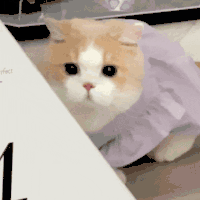 萌宠 猫咪 不开心 呆萌 可爱
