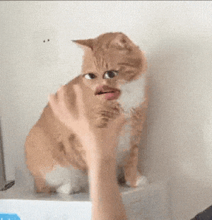 淑芬猫 猫咪 可爱 搞怪 抽象