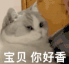 萌宠 猫咪 宝贝你好香 呆萌 可爱