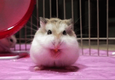 粉色仓鼠表情包图片