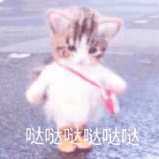 沙雕猫