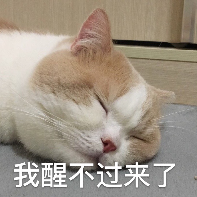 萌宠 猫星人 我醒不过来 困 呆萌 可爱