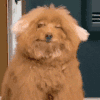 萌宠 狗狗 开心 呆萌 可爱