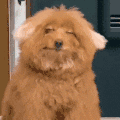 萌宠 狗狗 开心 呆萌 可爱