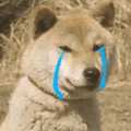 萌宠 狗狗 哭了 呆萌 可爱
