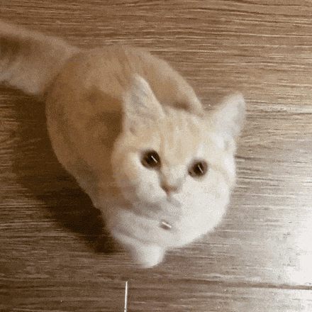 萌寵 貓咪 抱 呆萌 可愛