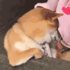 萌宠 狗狗 不开心 呆萌 可爱
