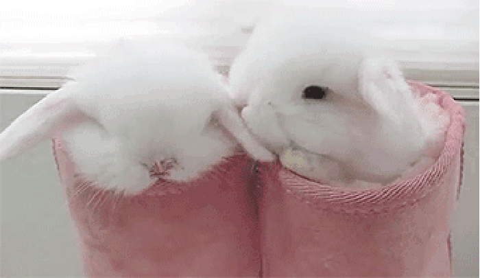 兔子扭动萌白色gif动图