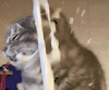 萌宠 猫咪 喝奶 呆萌 可爱