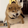 萌宠 狗狗 爱你 呆萌 可爱