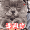 萌宠 猫咪 谢谢你 呆萌 可爱