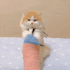 萌宠 猫咪 摇一摇 呆萌 可爱