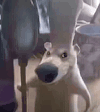 萌宠 狗狗 做饭 呆萌 可爱