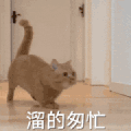 萌宠 猫咪 溜的匆忙 呆萌 可爱