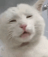 萌宠 猫咪 伤心 呆萌 可爱