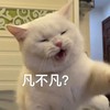 萌宠 猫星人 烦不烦 生气 呆萌 可爱
