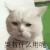 萌宠 猫咪 哭有什么用呢 呆萌 可爱