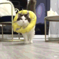 萌宠 猫咪 我来了 呆萌 可爱