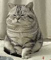 萌宠 猫咪 胖乎乎 呆萌 可爱