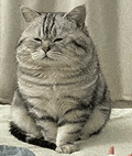 萌宠 猫咪 胖乎乎 呆萌 可爱