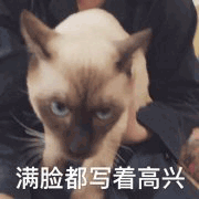 沙雕猫