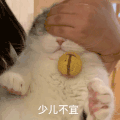 萌宠 猫咪 少儿不宜 呆萌 可爱