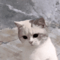 萌宠 猫咪 好奇 呆萌 可爱