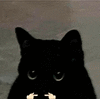 萌宠 猫咪 可怜 呆萌 可爱