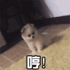 萌宠 狗狗 哼 呆萌 可爱