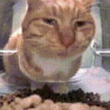 萌宠 猫咪 观察 呆萌 可爱