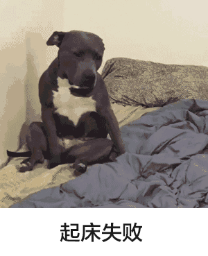 狗狗