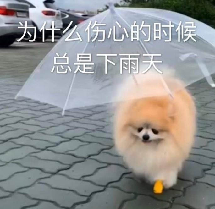 伤心总在下雨天独自撑伞呆萌可爱gif动图