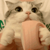 萌宠 猫咪 鼓掌 呆萌 可爱