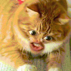 淑芬猫 猫咪 可爱 搞怪 抽象