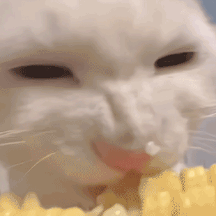 萌宠 猫咪 啃玉米 沙雕 搞笑