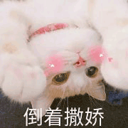 沙雕猫