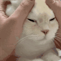 萌宠 猫咪 睁眼 搞怪 逗