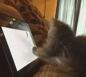 猫咪打字动图图片