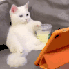 萌宠 猫咪 看电影 呆萌 可爱