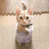 萌宠 猫咪 拜 呆萌 可爱