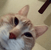 萌宠 猫咪 盯 呆萌 可爱