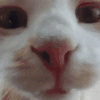 萌宠 猫咪 看 呆萌 可爱