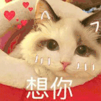 萌宠 猫咪 想你 可爱 呆萌