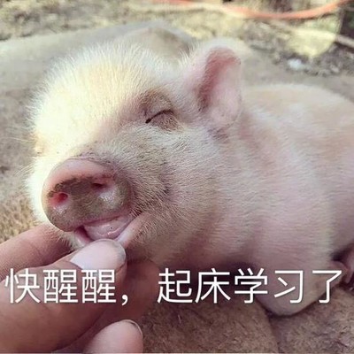 猪睡觉表情包搞笑图片图片